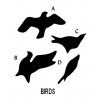Birds 3D Wallpaper Platinum
