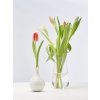 TABLO CIBULKA&ONDINE tulips 3x4 web